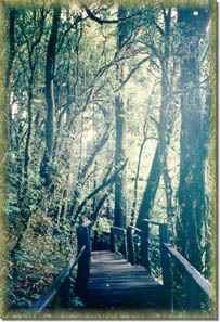 Board Walk at Ang-Ka