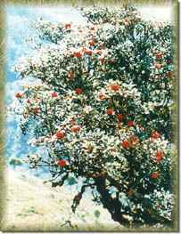 A red Rhododendron shows its beautiful flowers at Gew Mae Pan