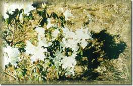 White Rhododendron (Blooming Around November-February)